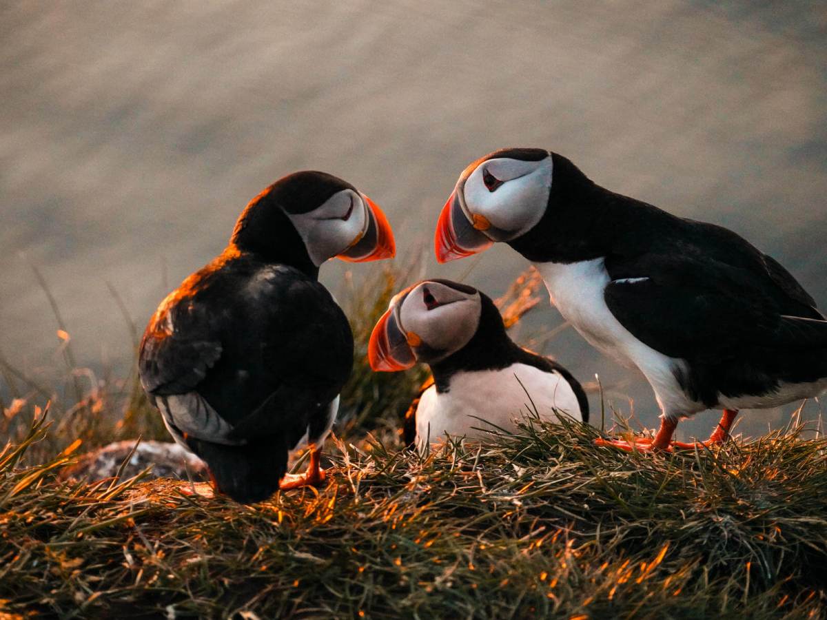 ISLANDA TRAVEL DIARY| 14 GIORNI DI PURA&nbsp;MERAVIGLIA